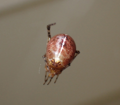 Tidarren sisyphoides