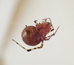 Tidarren sisyphoides