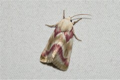 Schinia regina