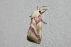 Schinia regina