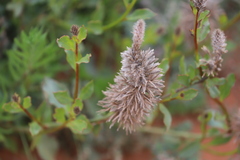 Ptilotus nobilis