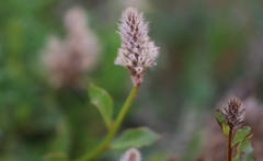 Ptilotus nobilis