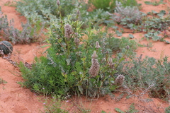 Ptilotus nobilis