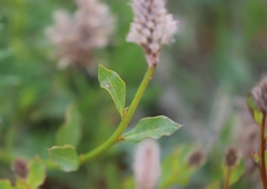 Ptilotus nobilis