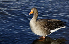 Anser anser