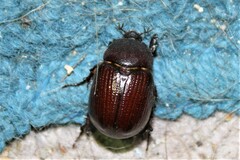 Orizabus pyriformis