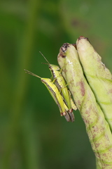 Gesonula punctifrons