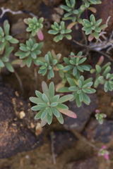 Suaeda australis
