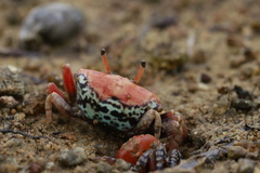 Paraleptuca splendida