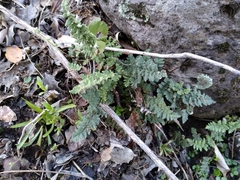 Cheilanthes hypoleuca