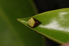 Araneus viridiventris