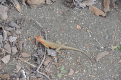 Microlophus indefatigabilis