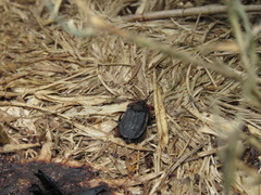 Oiceoptoma nakabayashii
