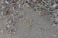 Microlophus indefatigabilis