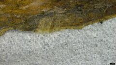 Choanephora cucurbitarum