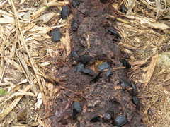 Oiceoptoma nakabayashii