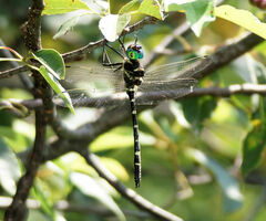 Macromia pacifica × taeniolata