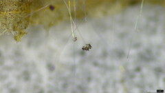 Choanephora cucurbitarum