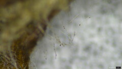 Choanephora cucurbitarum