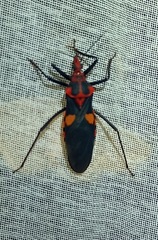 Pseudozelurus superbus