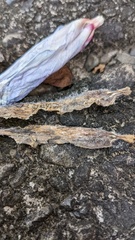 Choanephora cucurbitarum