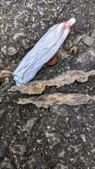 Choanephora cucurbitarum