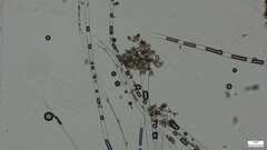 Choanephora cucurbitarum