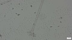 Choanephora cucurbitarum