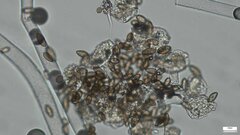 Choanephora cucurbitarum