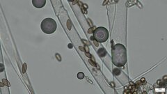 Choanephora cucurbitarum