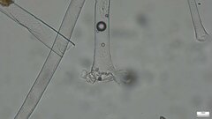 Choanephora cucurbitarum