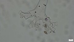 Choanephora cucurbitarum