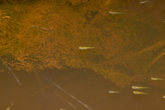 Oryzias curvinotus