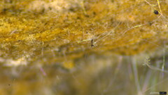 Choanephora cucurbitarum