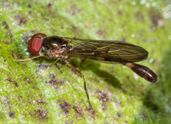 Baccha cognata