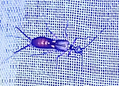 Spongiphora buprestoides