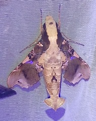 Callionima denticulata