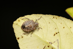 Cappaea taprobanensis