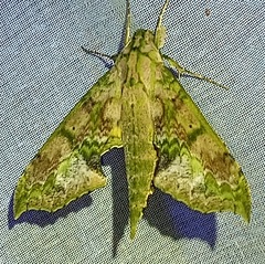 Xylophanes zurcheri