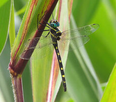 Macromia pacifica