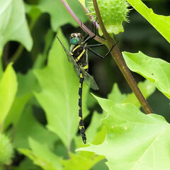 Macromia pacifica