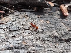 Camponotus schaefferi