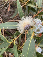 Eucalyptus globulus globulus