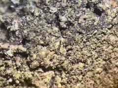 Rinodina papillata