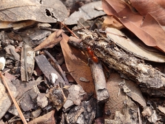 Camponotus schaefferi