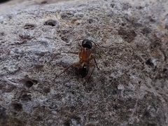 Camponotus vafer