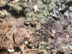 Rinodina papillata