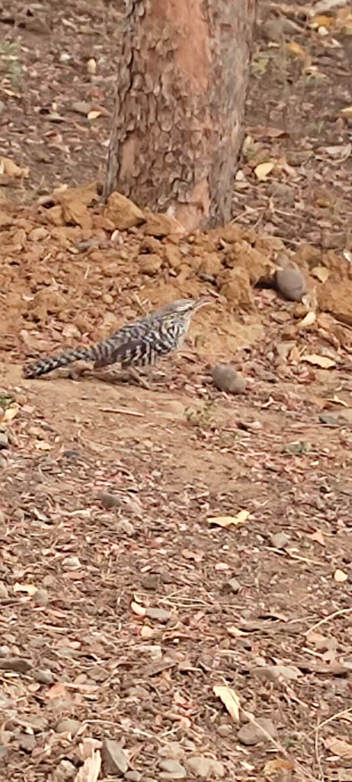 Campylorhynchus fasciatus image