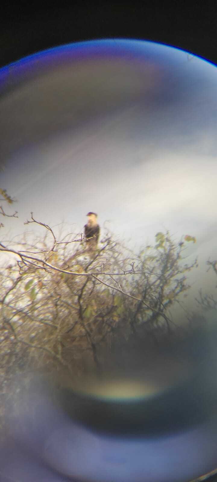 Caracara image