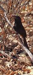 Crotophaga sulcirostris